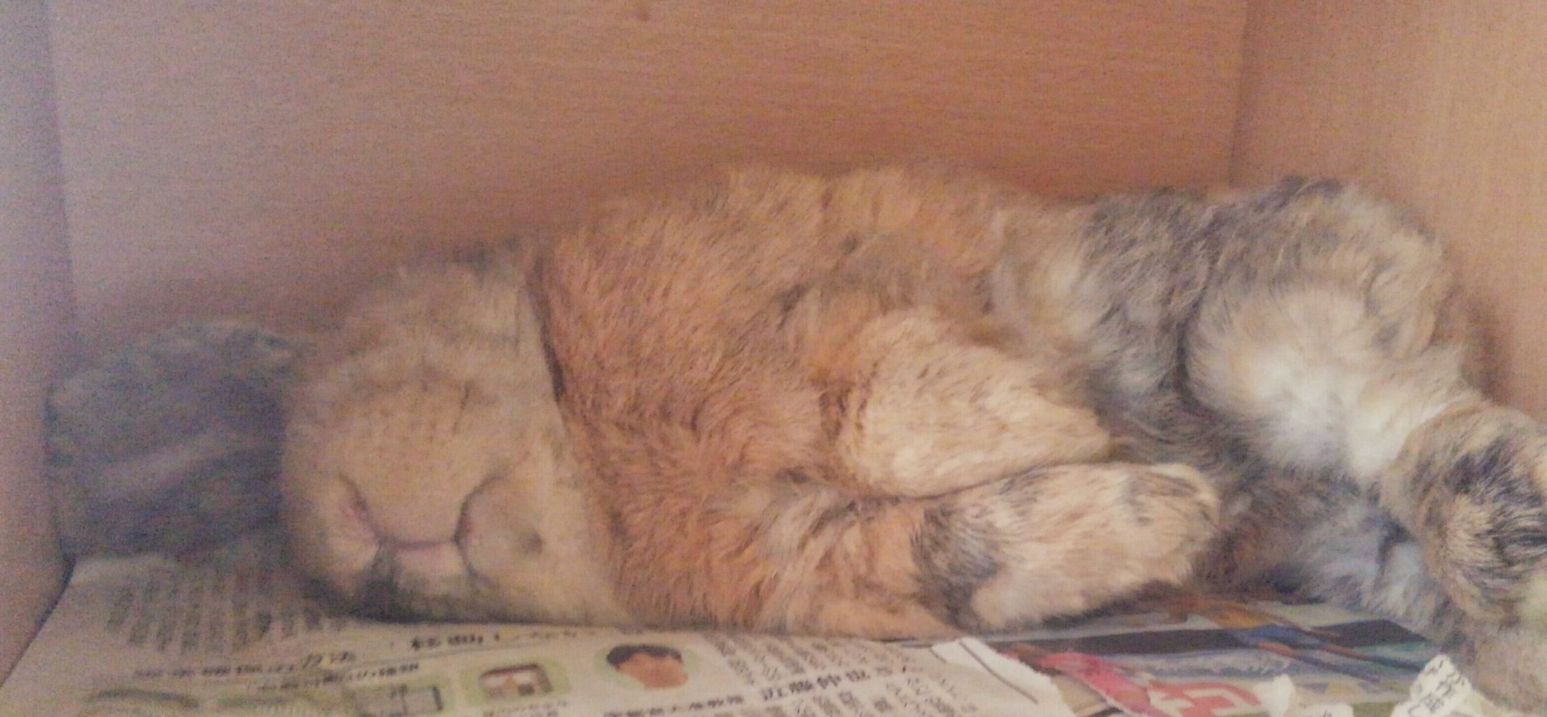 ウサビッチに似てる インコとうさぎとアクセサリー