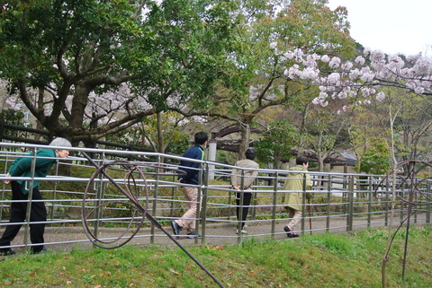 桜ドライブ