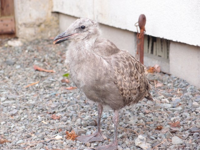カモメの雛を一時的に保護 捕獲 しました ピノと自由きままな飼育係 カモメの雛を一時的に保護 捕獲 しました ピノと自由きままな飼育係