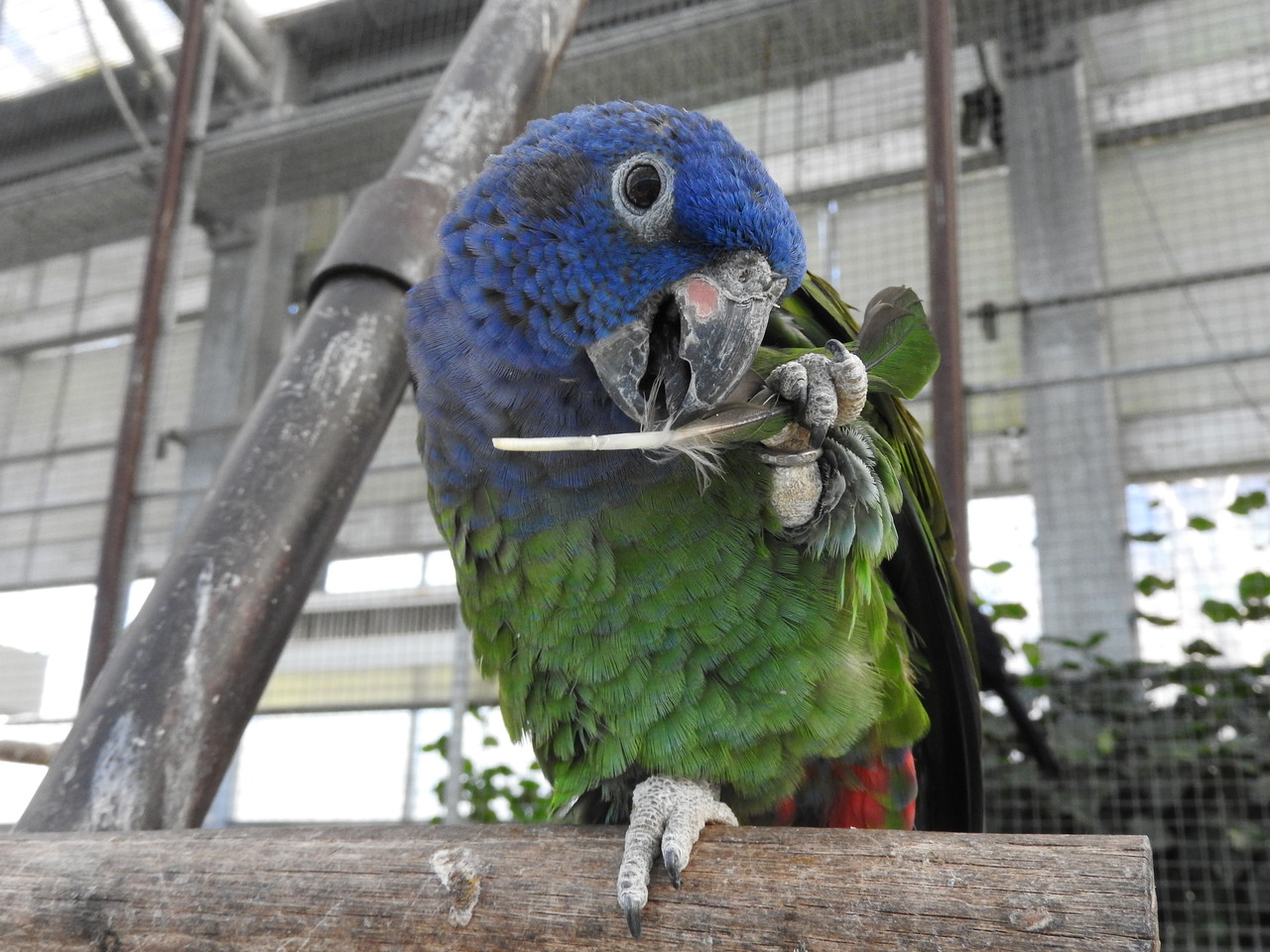掛川花鳥園へ行ってきました うちの子いんこ 掛川花鳥園へ行ってきました うちの子いんこ