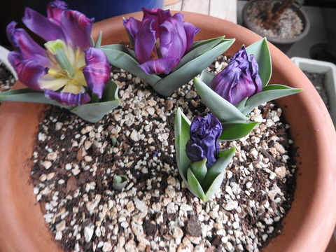 DSCN0991
