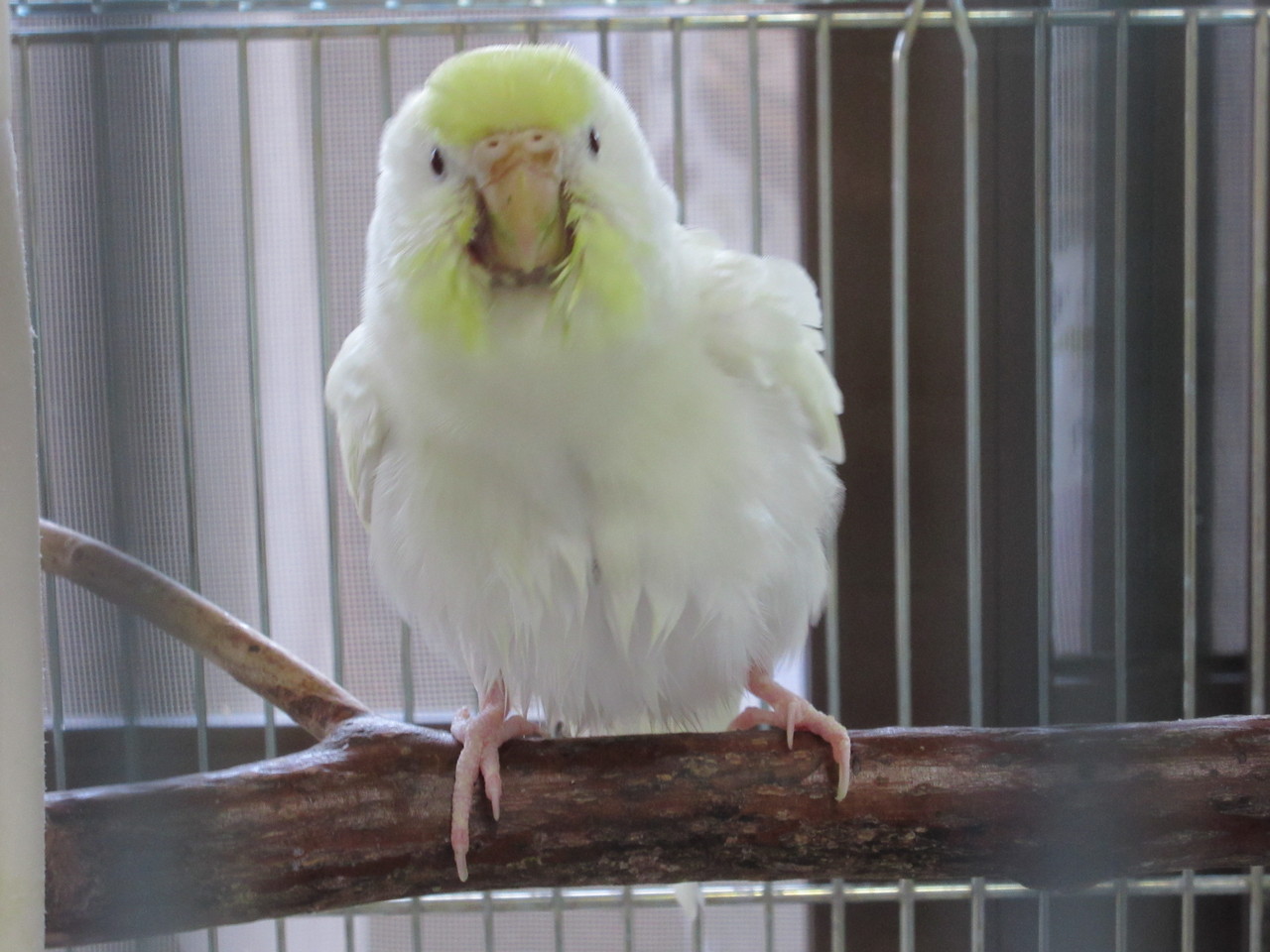 ふぅちゃん 水浴びの後 うちの子いんこ