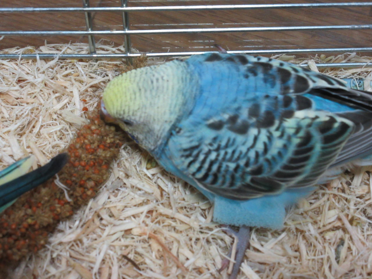 ちょっと先が見えてきた うちの子いんこ