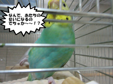 BlogPaint