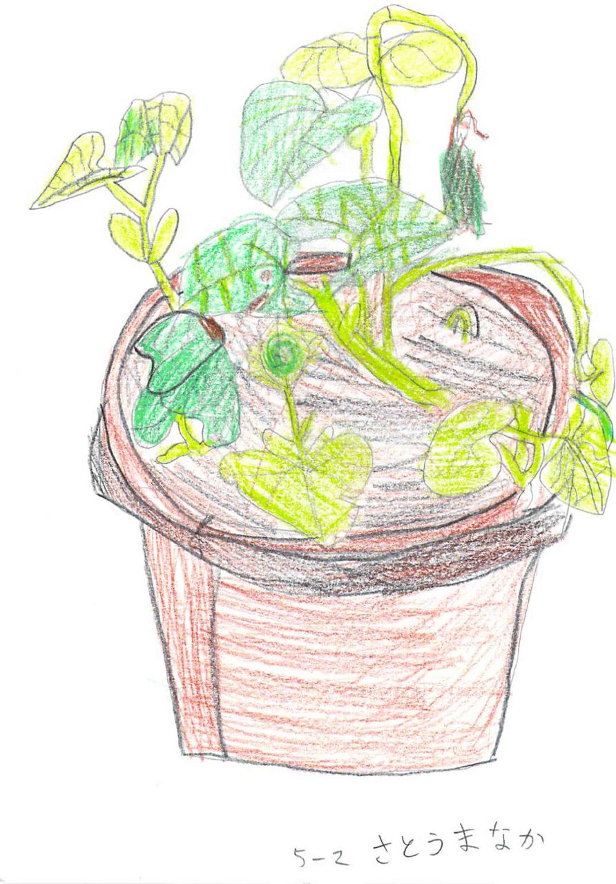 植物の観察週記をかかせる 成長の方向に描きなさい 柴田克美教育大全集