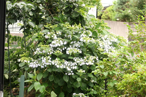 墨田の花火2