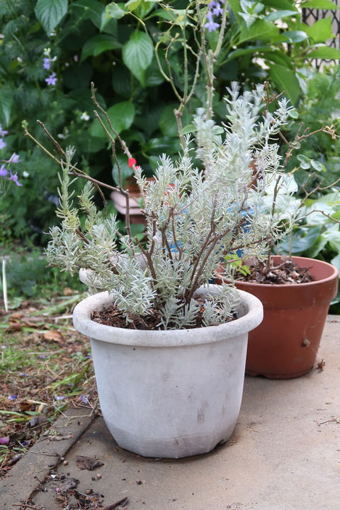 剪定して植替え