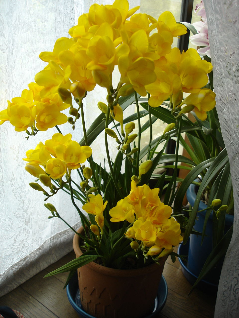 温度管理で上手に咲かせる幸せ色の黄色いフリージア ピノ子の庭