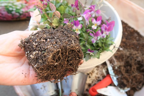 ハツユキカズラ根鉢