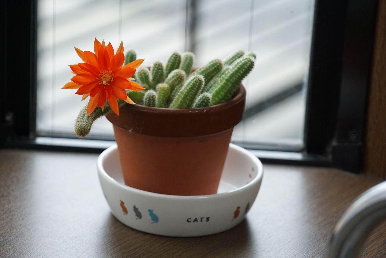オレンジ色の花が可愛い場所いらずのヒモサボテン 白檀 ビャクダン の育て方増やし方 ピノ子の庭