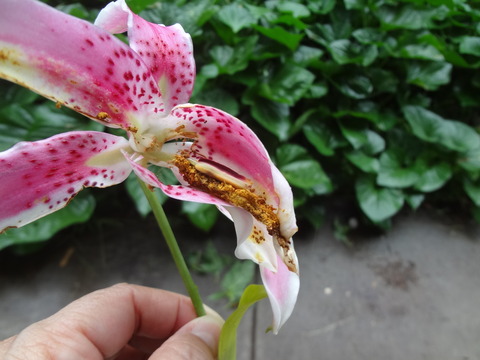 20180809しべを食べられた花