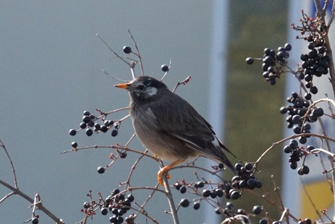 20160301椋鳥雌