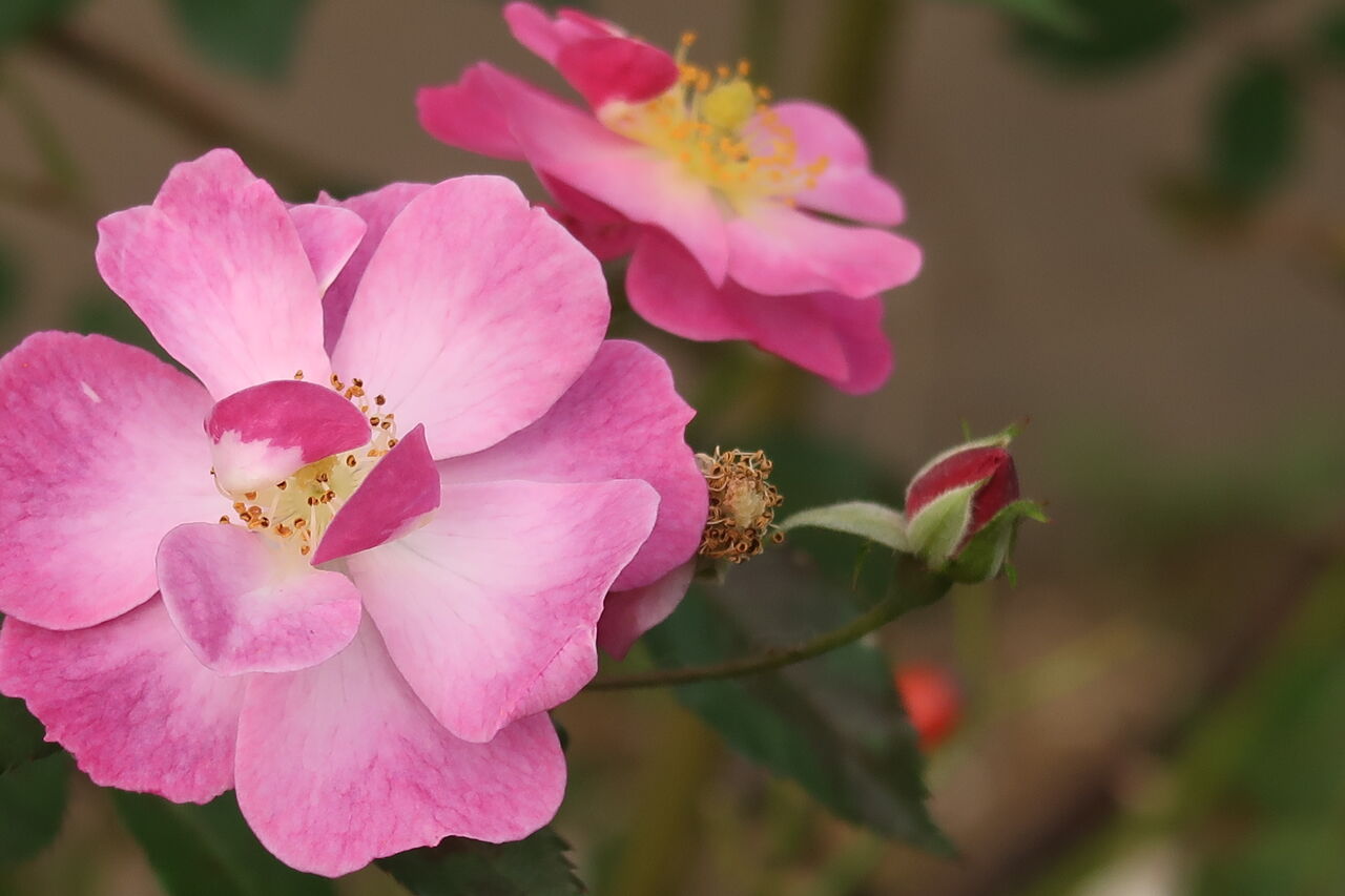 冬に咲くユリとバラの花 ピノ子の庭