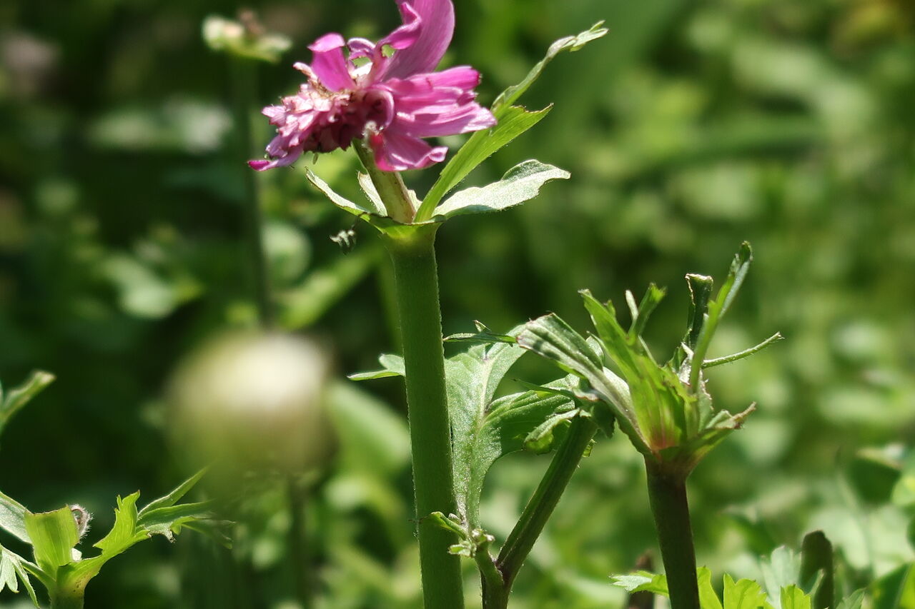 無農薬栽培の現実 バラ サマンサ を植え替えする ピノ子の庭