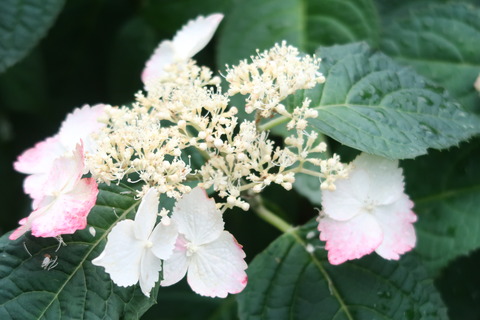 額紫陽花クレナイ