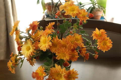 20201108菊正面