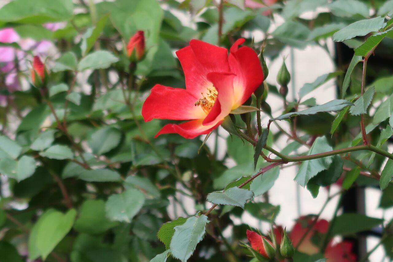 ピノ子日記 庭の花の写真集 バラ アネモネ ポピーなど ピノ子の庭