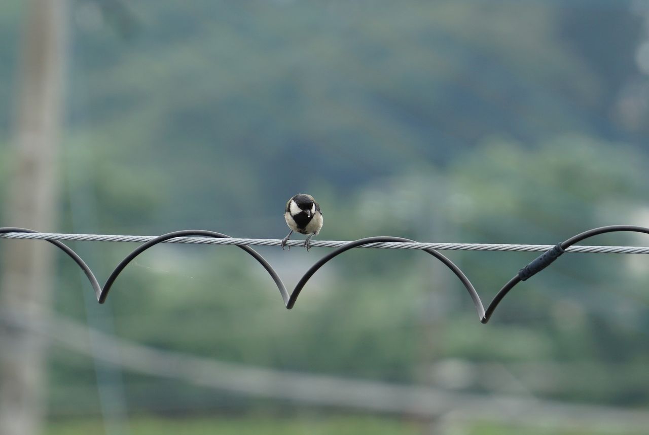 四十雀 シジュウカラ 庭に来る野鳥 ピノ子の庭