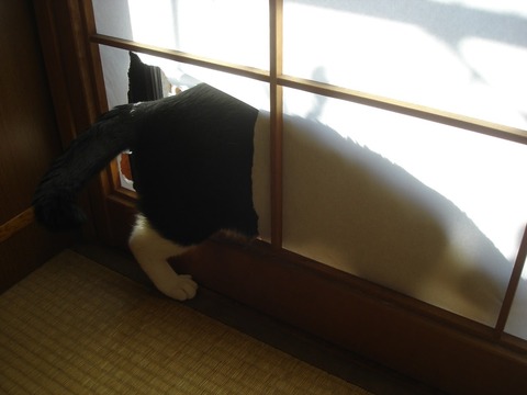 20081208障子の向こうは・・