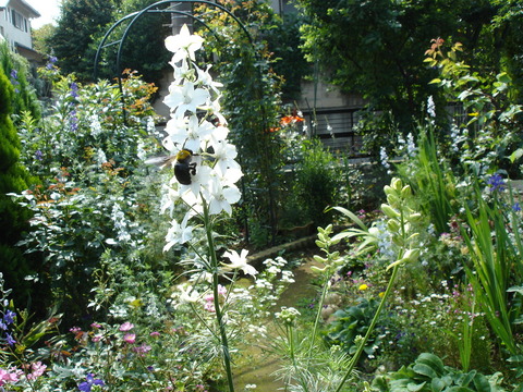 20060624千鳥草