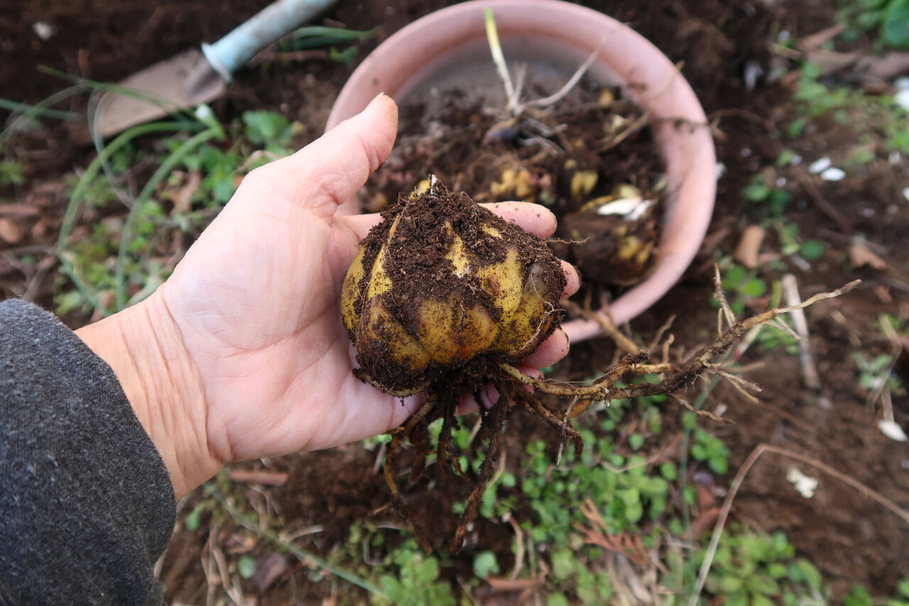 ピノ子日記 冬だけどユリの植え替えしました ピノ子の庭 ピノ子日記 冬だけどユリの植え替えしました ピノ子の庭