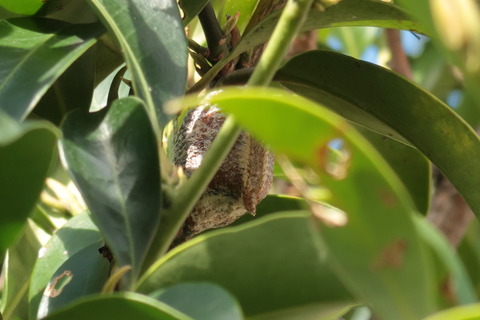 20220929カマキリの卵