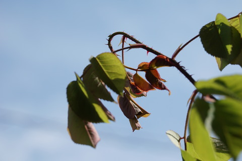 ぐったりの新芽