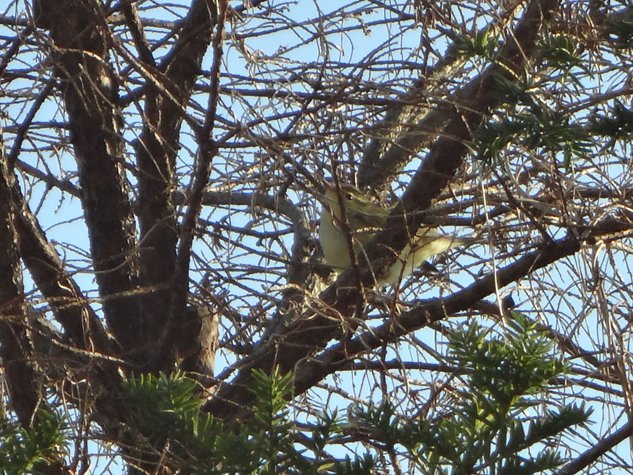 ウグイス 鶯 庭に来る野鳥 ピノ子の庭