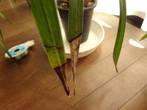 20181231シンビ枯葉