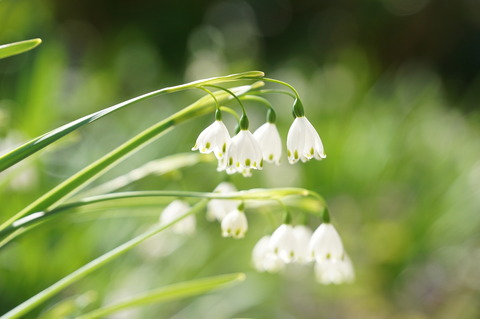 スズラスイセン