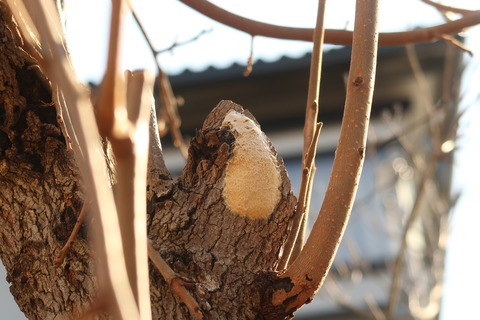 マイマイガの卵