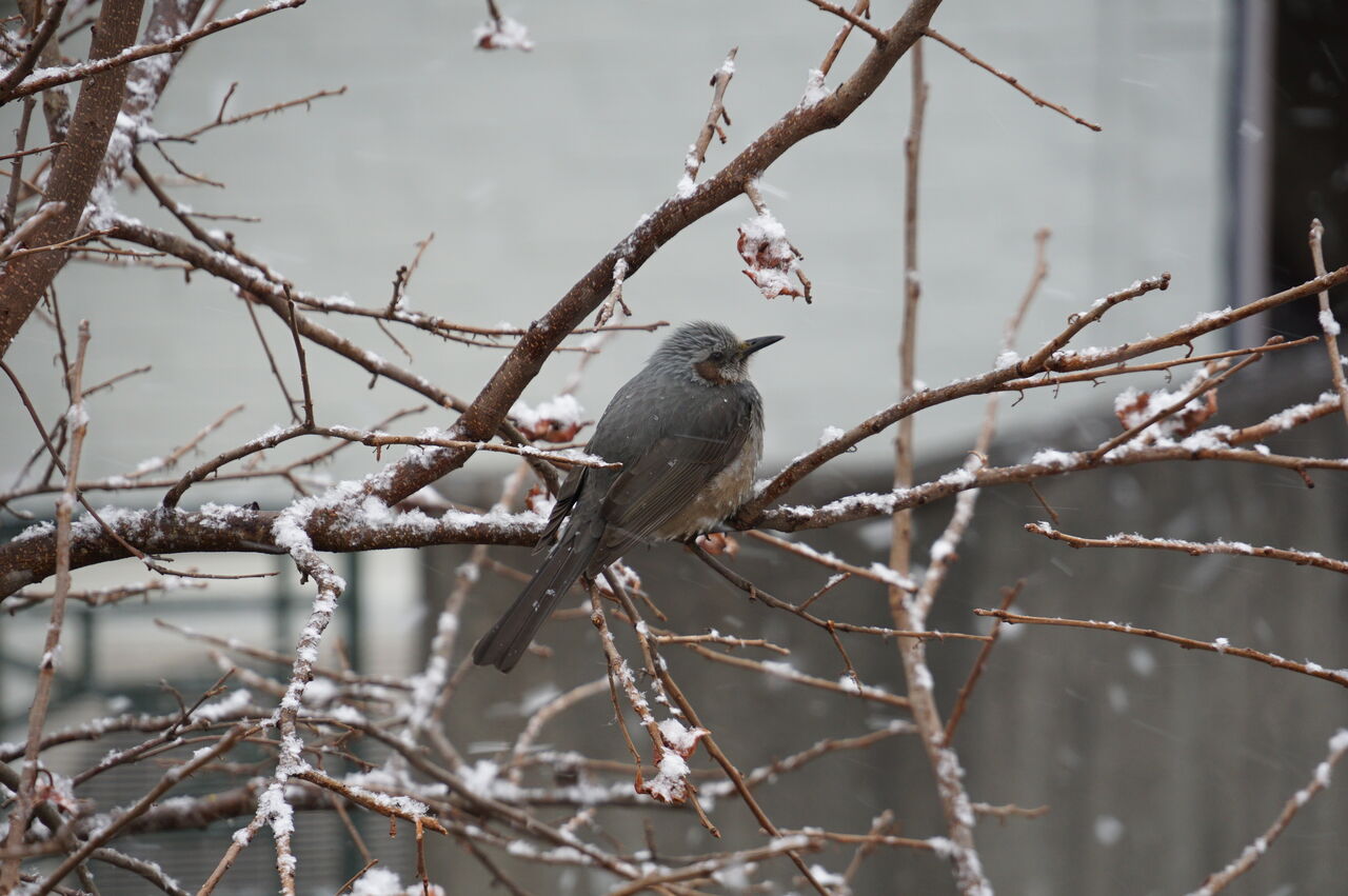 わかると楽しい野鳥観察 ピノ子流 野鳥の見つけ方見分け方 冬の鳥編 ピノ子の庭