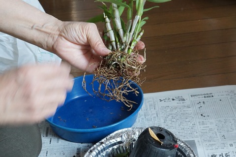 土に植えた苗の根