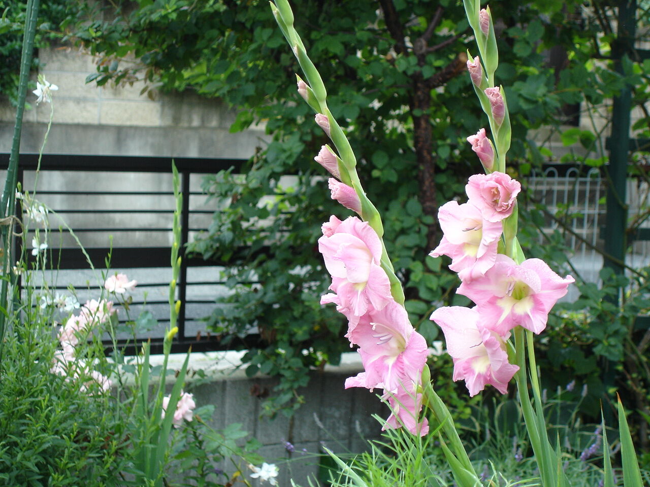花色も豊富な グラジオラス の育て方と問題点 咲かせて楽しむ方法 ピノ子の庭