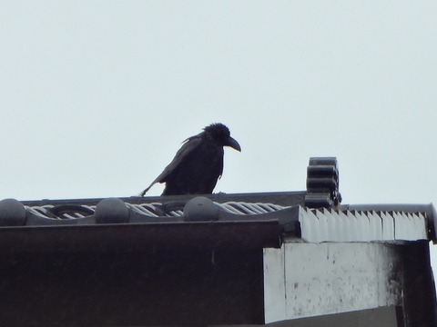 DSC06205