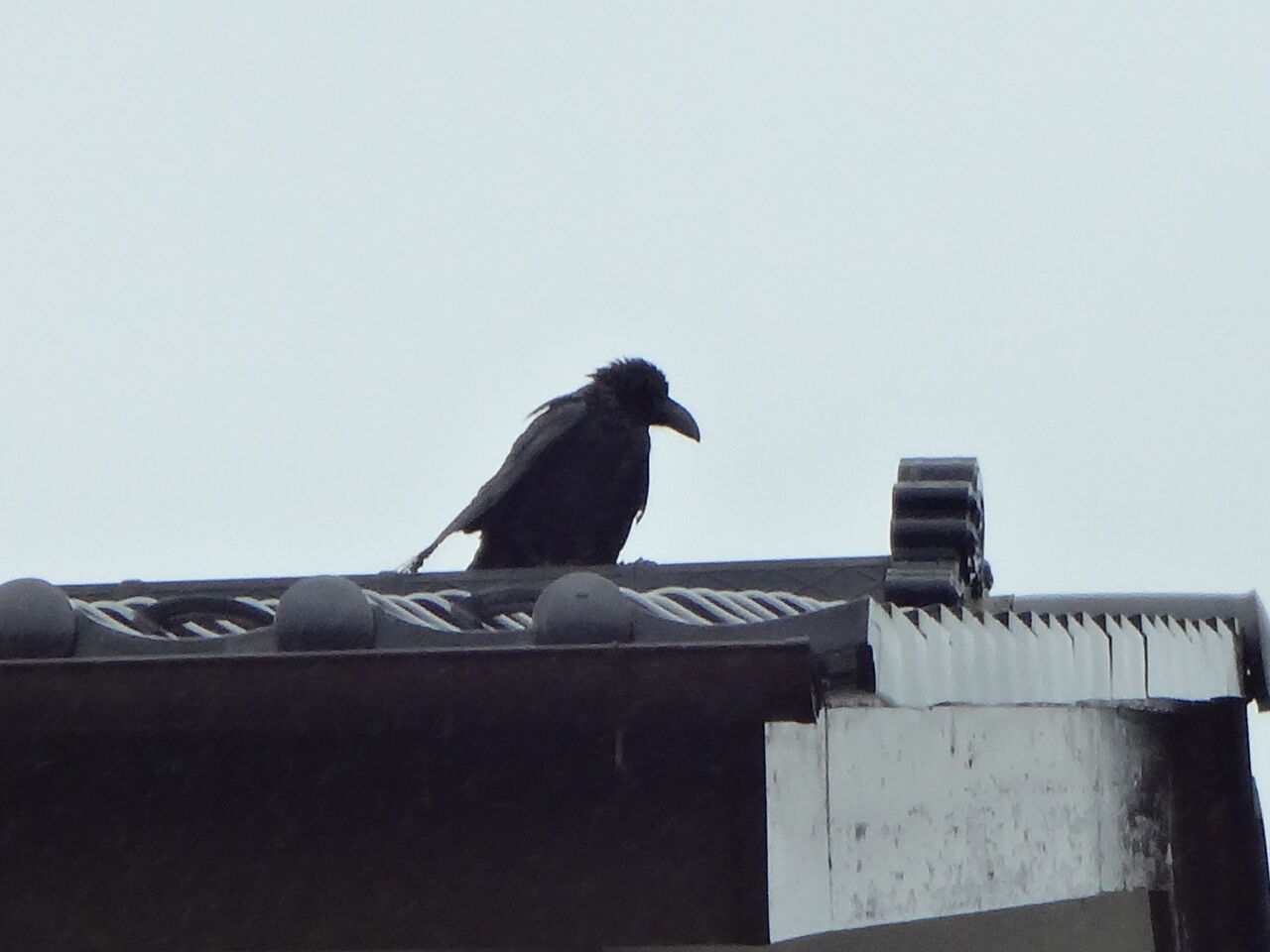 わかると楽しい野鳥観察 ピノ子流 野鳥の見つけ方見分け方 冬の鳥編 ピノ子の庭