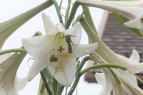 カマキリのお宿8月13日