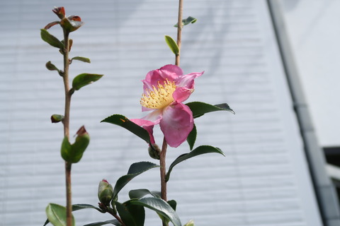 山茶花