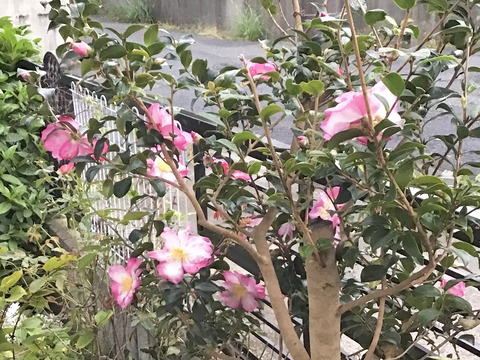 サザンカ