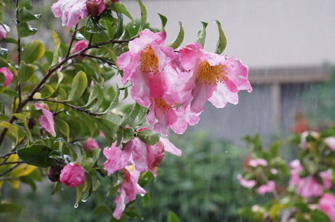 雨の日の山茶花