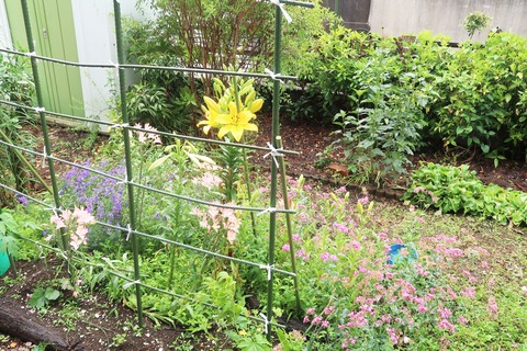 20220615ニガウリ