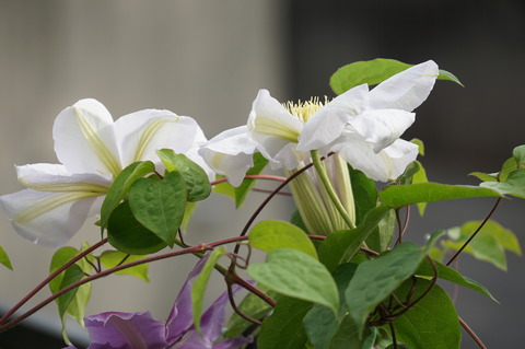 クレマチス白花201905