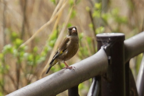 20160410カワラヒワ雄