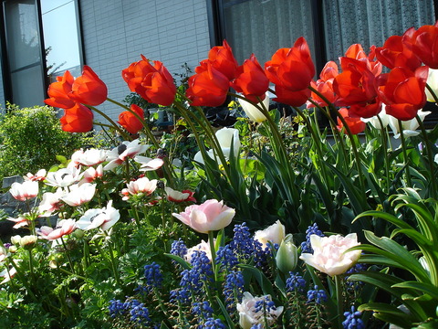 チューリップとアネモネ
