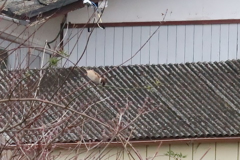 一羽の雀