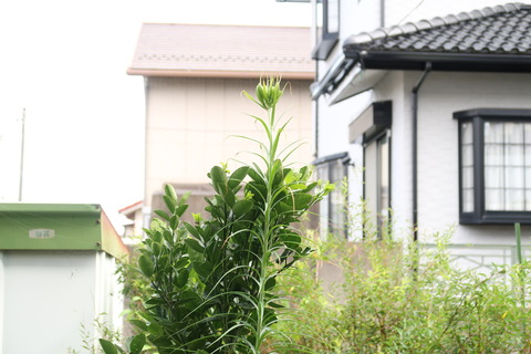 20200731タカサゴユリ巨大