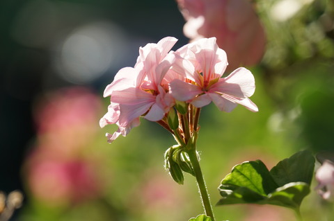 ゼラニウム白花系