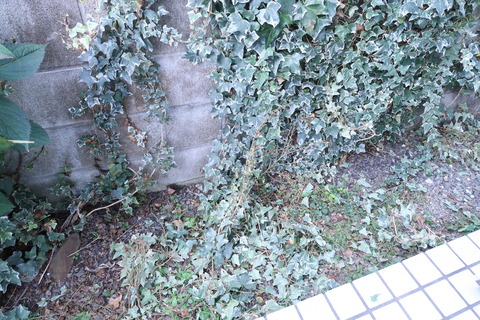 20201004アイビー剪定