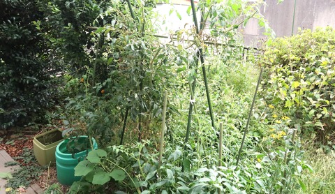 野菜とみかんの木と