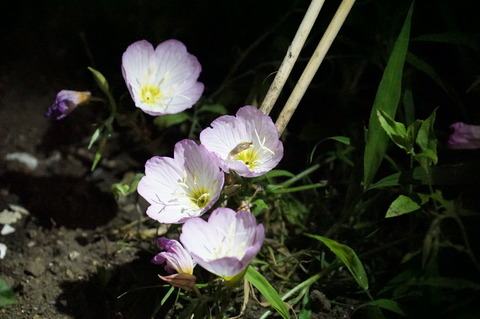 月見草の花の中に